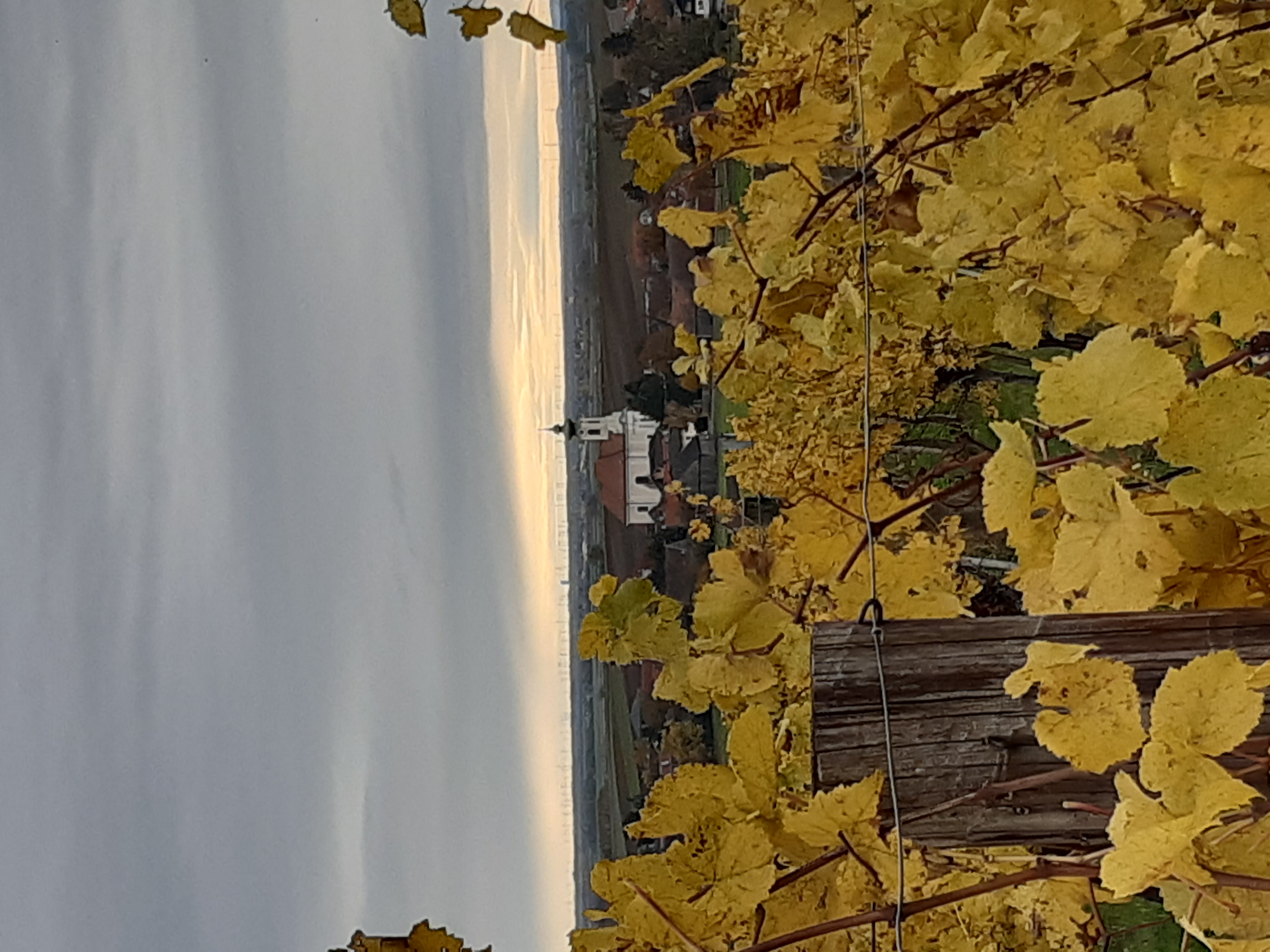 Blick von den Weinbergen in Ollersdorf auf die Kirche